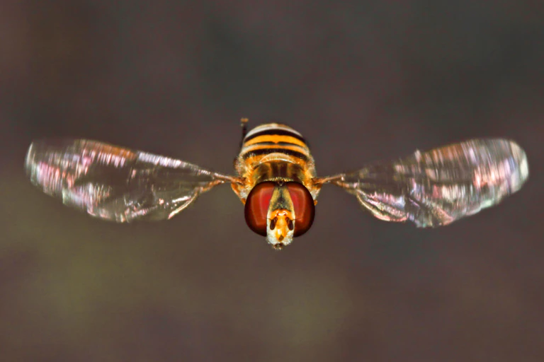 Hoverfly in mid-air