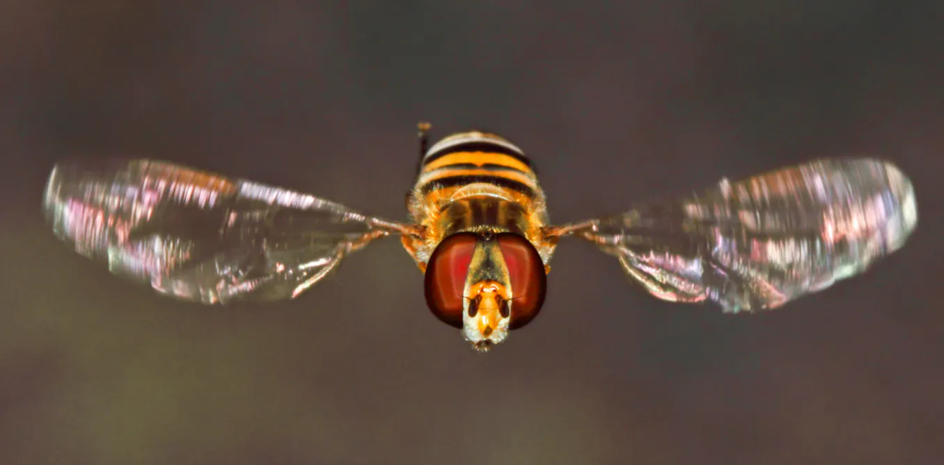 Thousands of flies keep landing on North Sea oil rigs then taking off a few hours later – here’s why