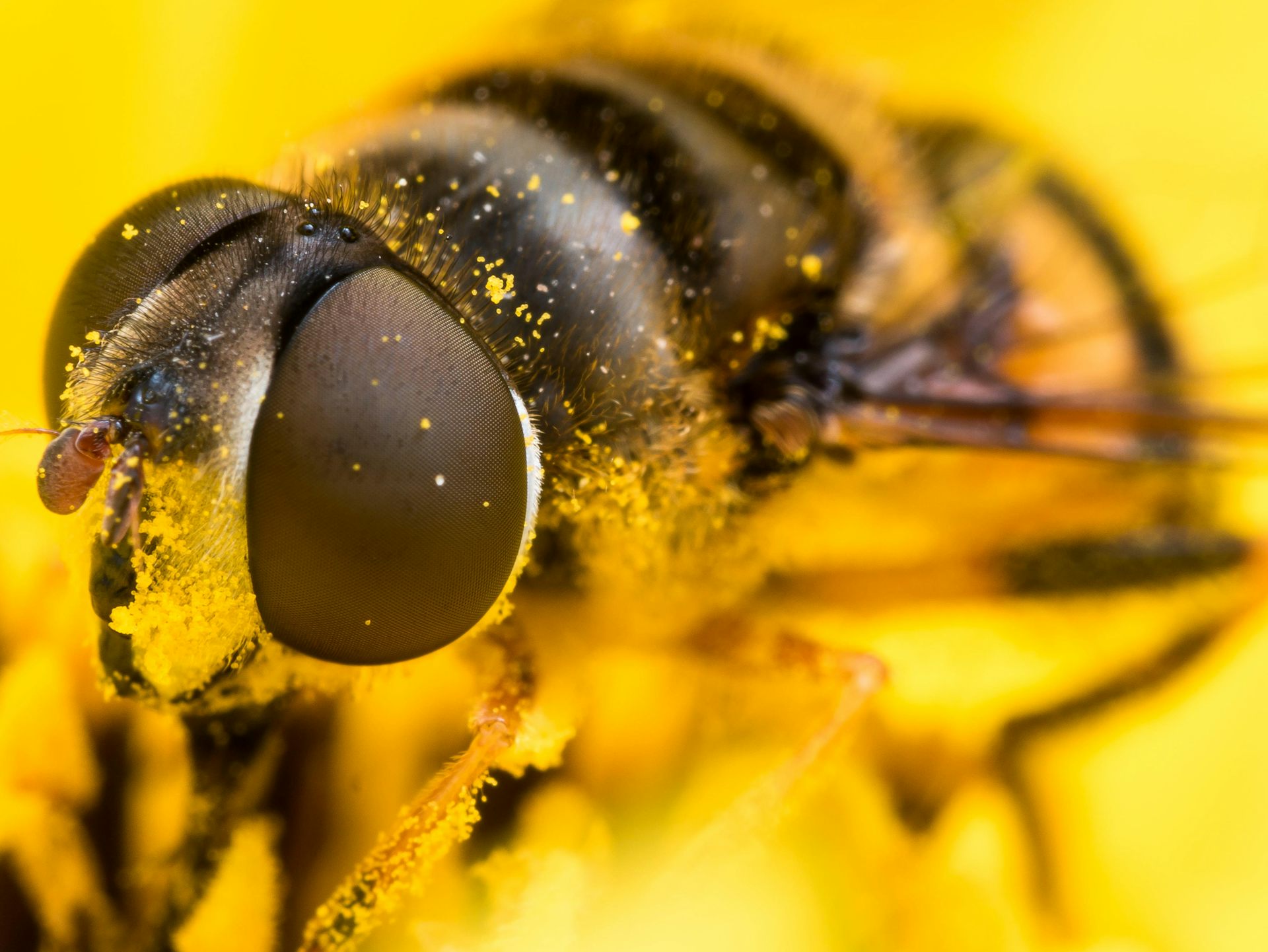 Hoverfly covered in pollen