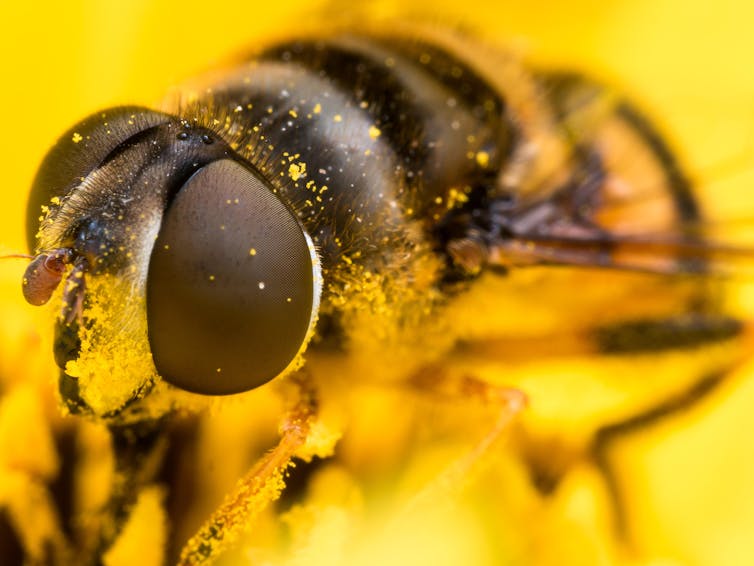 1000's of flies stay touchdown on North Sea oil rigs then commencing a couple of hours later – right here’s why 1 Hoverfly covered in pollen