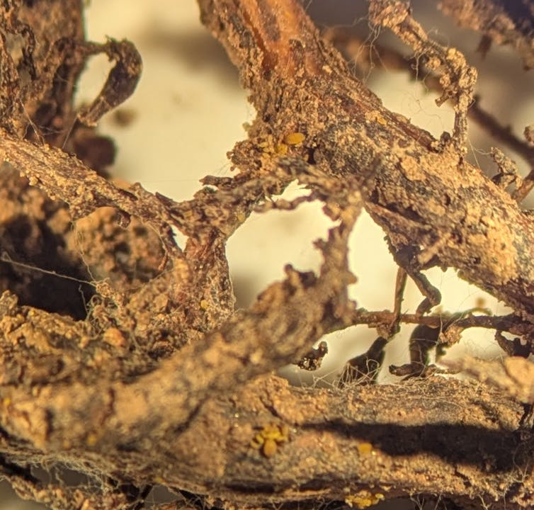 Brown root stock is magnified and infested with little brown insects.