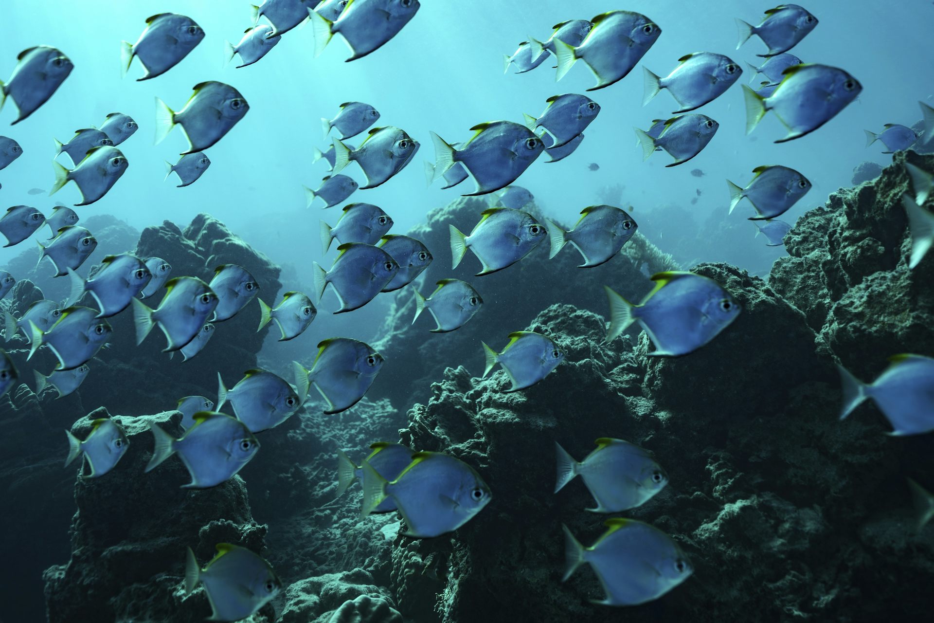 a school of fish swimming near some coral reefs