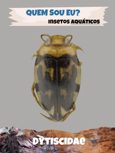 Foto mostra a imagem de um inseto aquático. No alto, a pergunta: Quem sou eu? Insetos aquáticos. Abaixo da foto, o nome do inseto, Dytiscidae