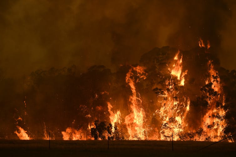 Trees seen burning in the Gospers Mountain megafire in New South Wales in late 2019