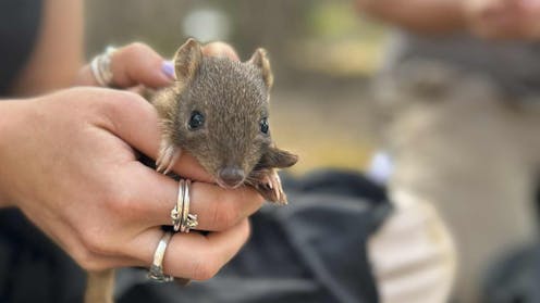 These little bettongs were wiped out in South Australia a century ago. Now they’re thriving alongside foxes and feral cats