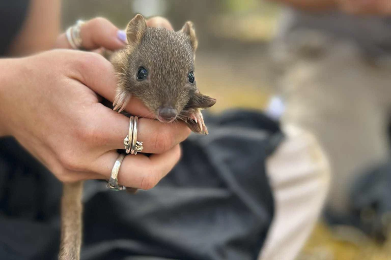 human hands holding small bettong marsupial about to be released.