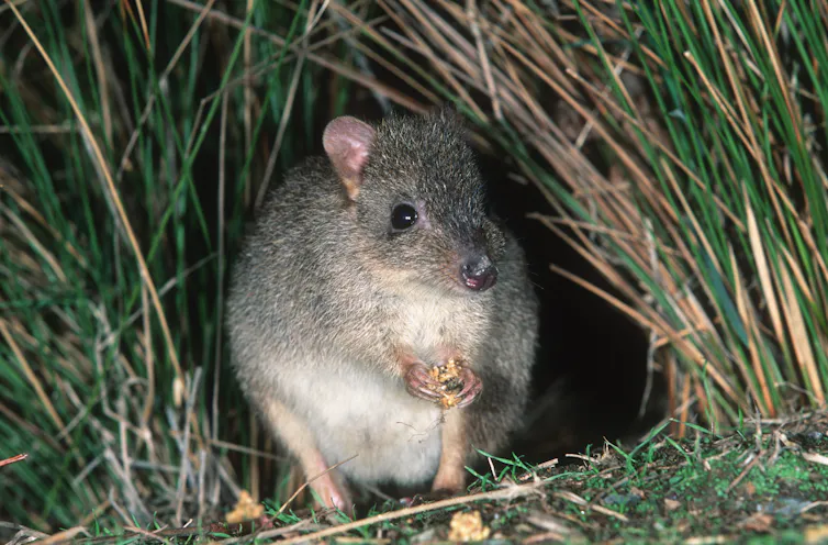brush-tailed bettong at night, pictured between grasses.