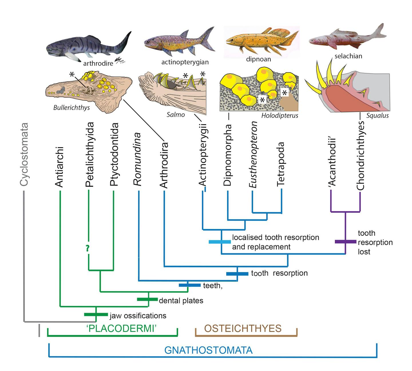 A chart showing the development of tooth resorption in different ancient fish.