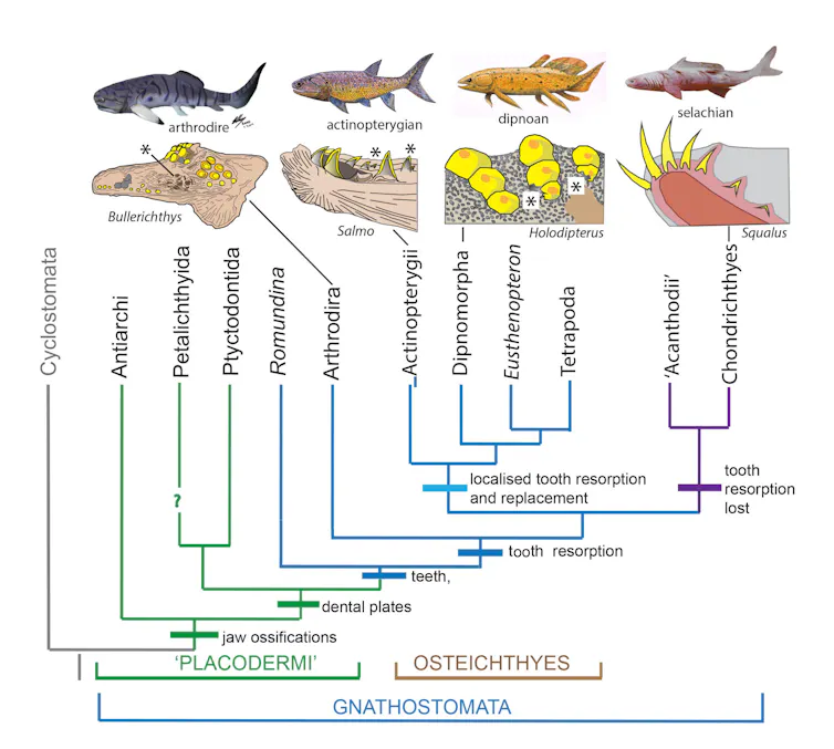 A chart showing the development of tooth resorption in different ancient fish.