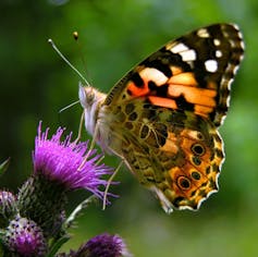 Painted Lady butterfly on a thistle