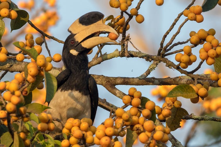 big black bird with yellow beak eating yellow berries on tree branch