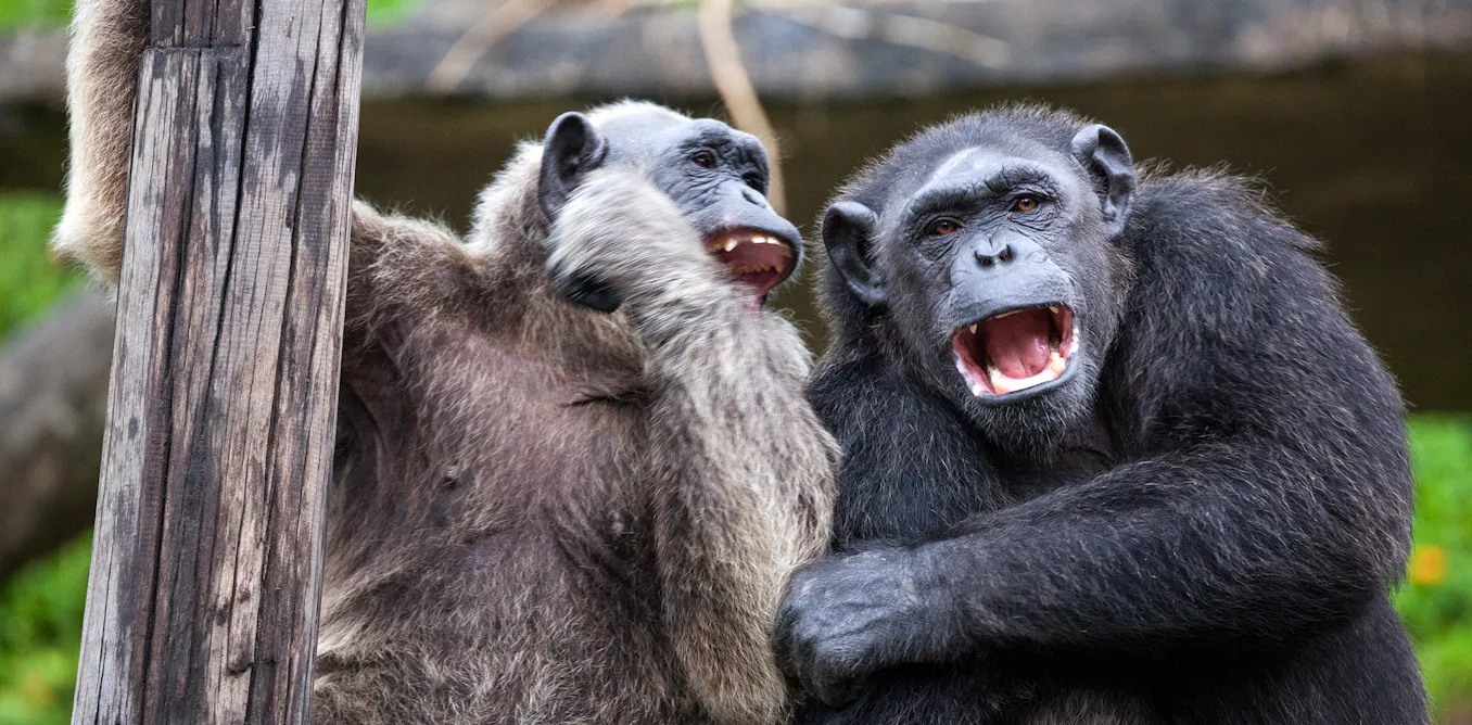 Chimpanzees ingest more than the equivalent of one alcoholic drink a day – new research