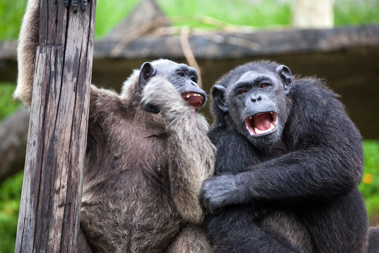 Two chimpanzees sitting together with playful expressions