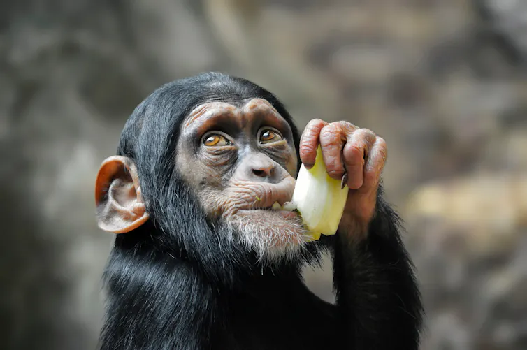 Close up of baby chimpanzee eating fruit.