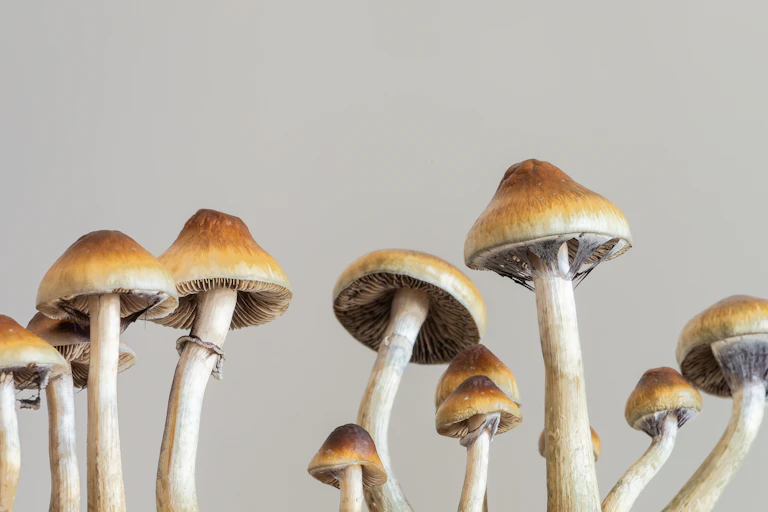 Magic mushrooms.