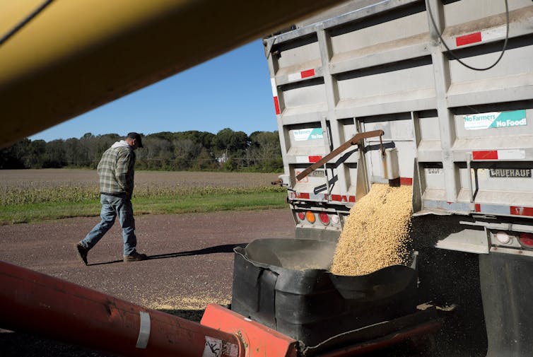farmer walking past harvested soybeans being poured into a grain bin on a farm