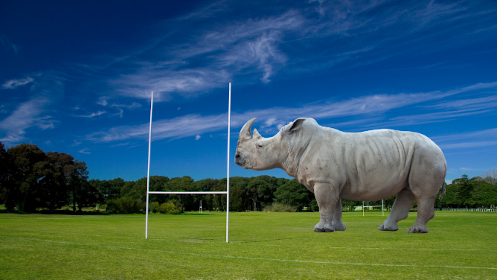 how the animal kingdom could help you form a winning team