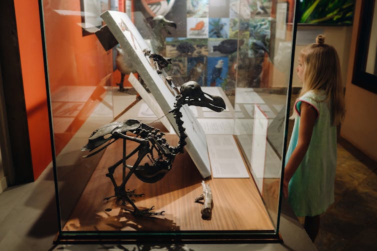 Dodo skeleton on display with child in the background.