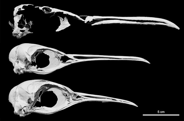 Three images of skulls. Top: Fossil great penguin (Aptenodytes). Middle: King penguin. Bottom: Emperor penguin.