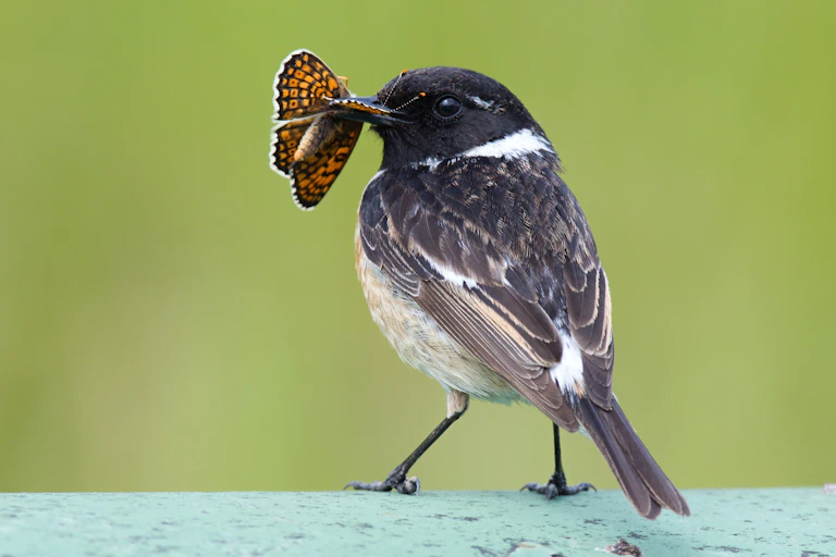 A small black and white bird eating an orange and black butterfly.