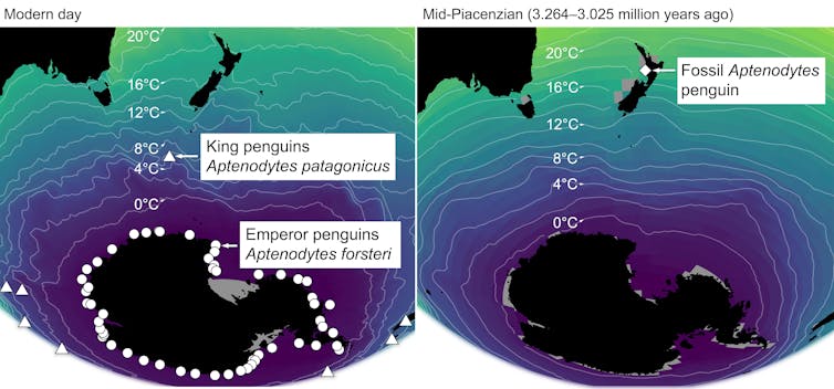 Two maps of the southern hemisphere at different times in Earth history. At left, where great penguins live today; at right, where a fossil Aptenodytes penguin was discovered. Sea surface temperature is represented in different colours.