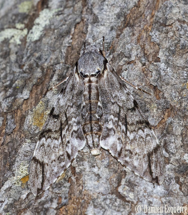A grey and brown moth on a grey and brown branch.