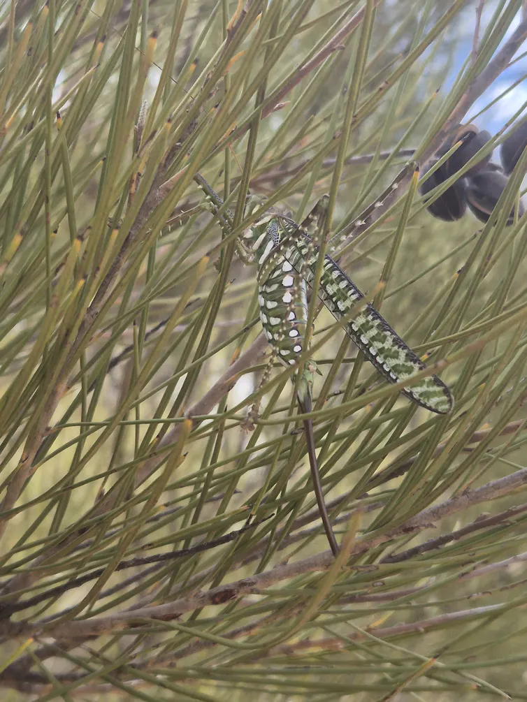 An insect with green and white spots hiding in in a green bush.