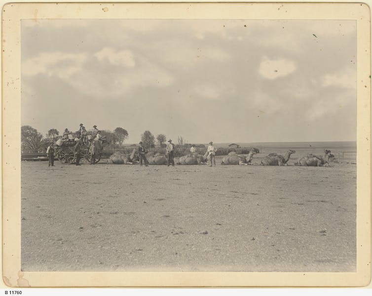 A line of camels and their cameleers.