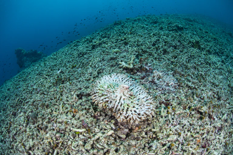 destroyed coral reef