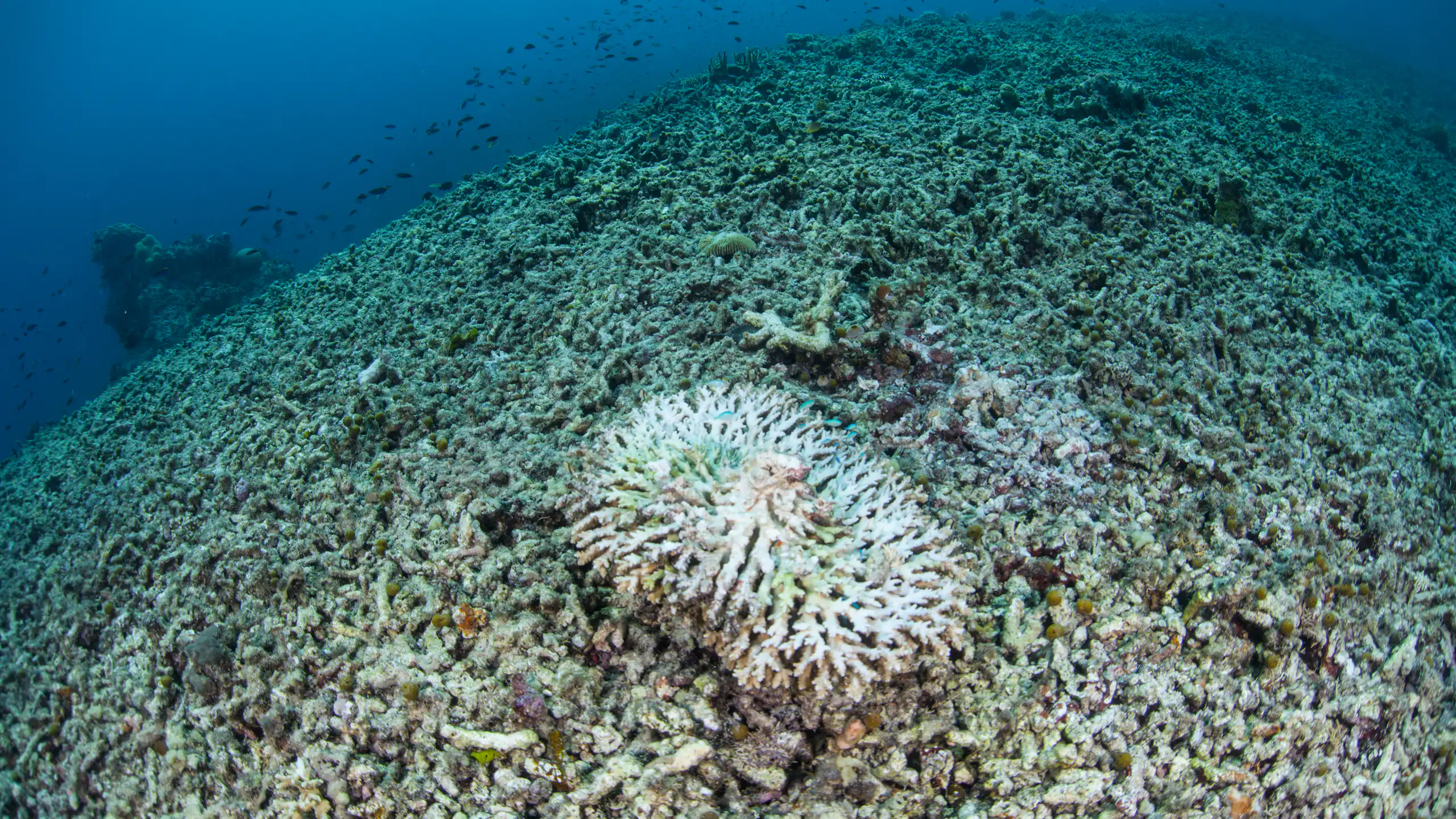 destroyed coral reef