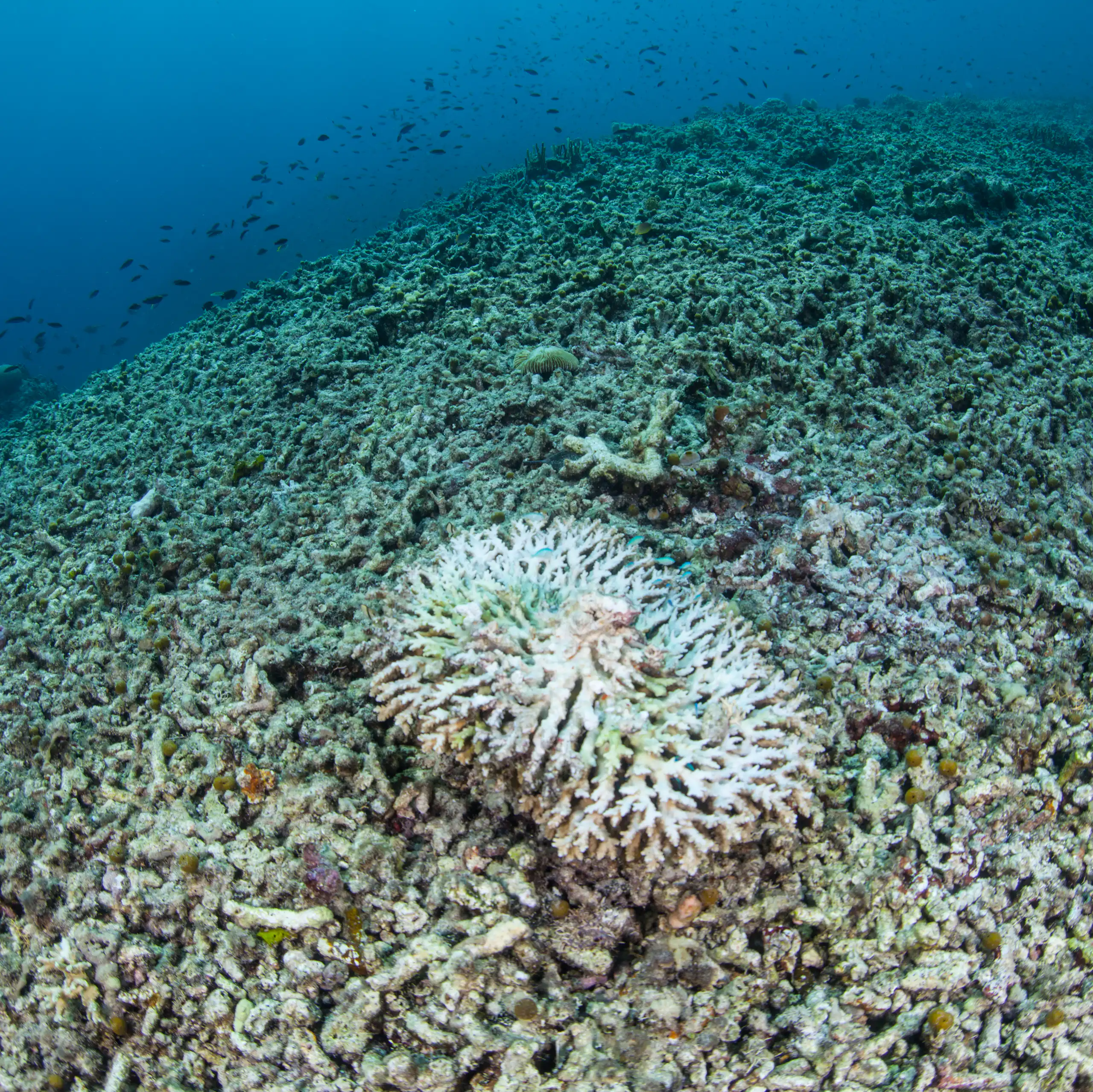 destroyed coral reef
