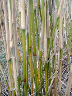 Within the Moselle, we're cleansing up the soil within the barren region of the metal trade the use of vegetation 1 file 20250922 66 1o26e1.jpg?ixlib=rb 4.1