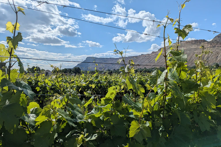 Grapevines with a mesa and clouds in the background.