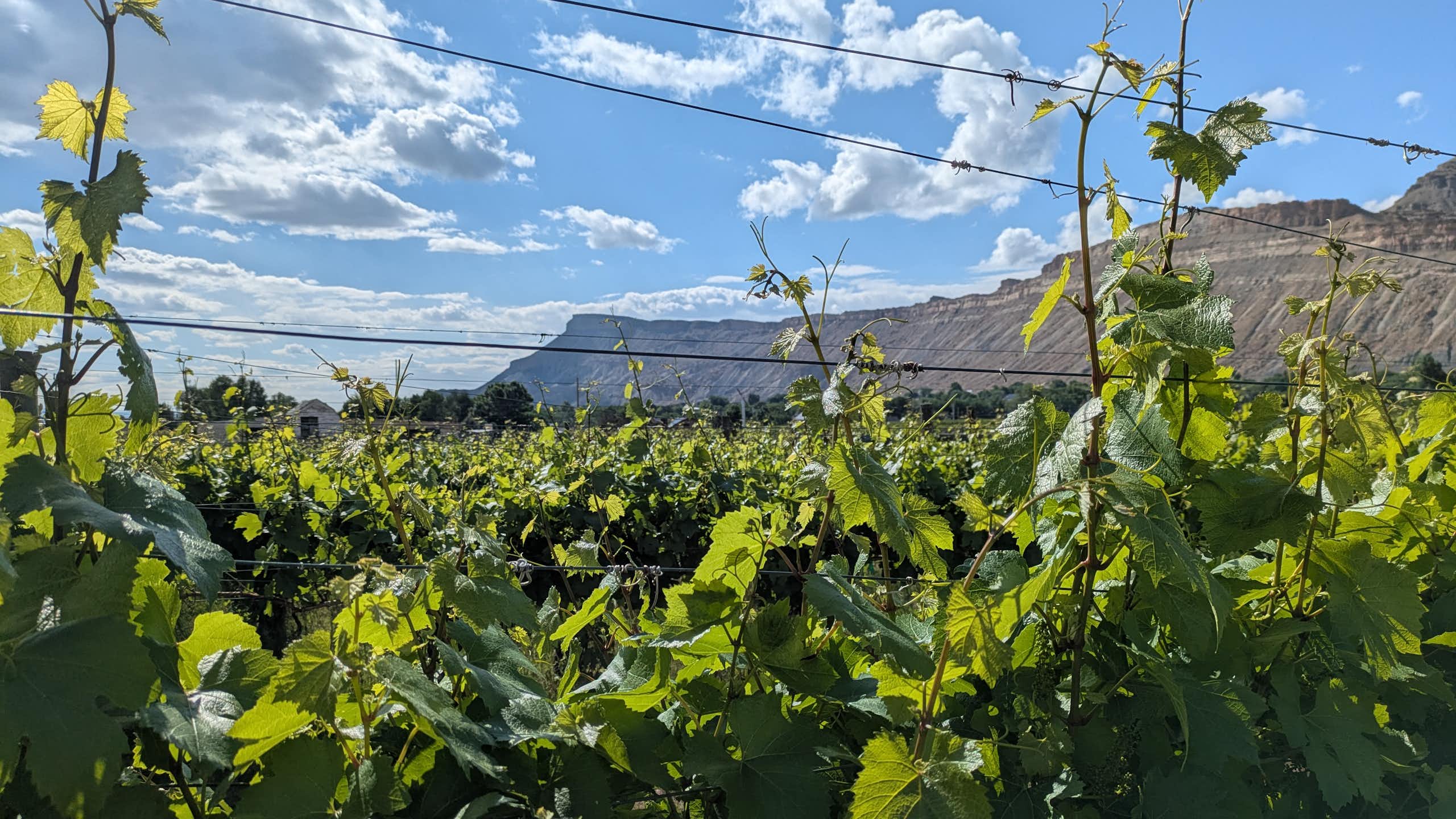 Grapevines with a mesa and clouds in the background.