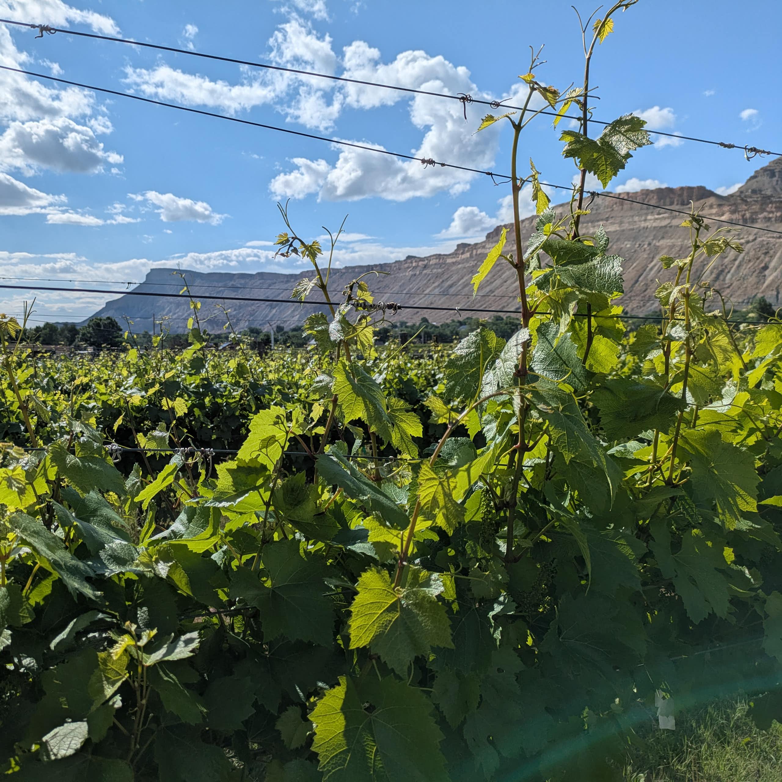 Grapevines with a mesa and clouds in the background.