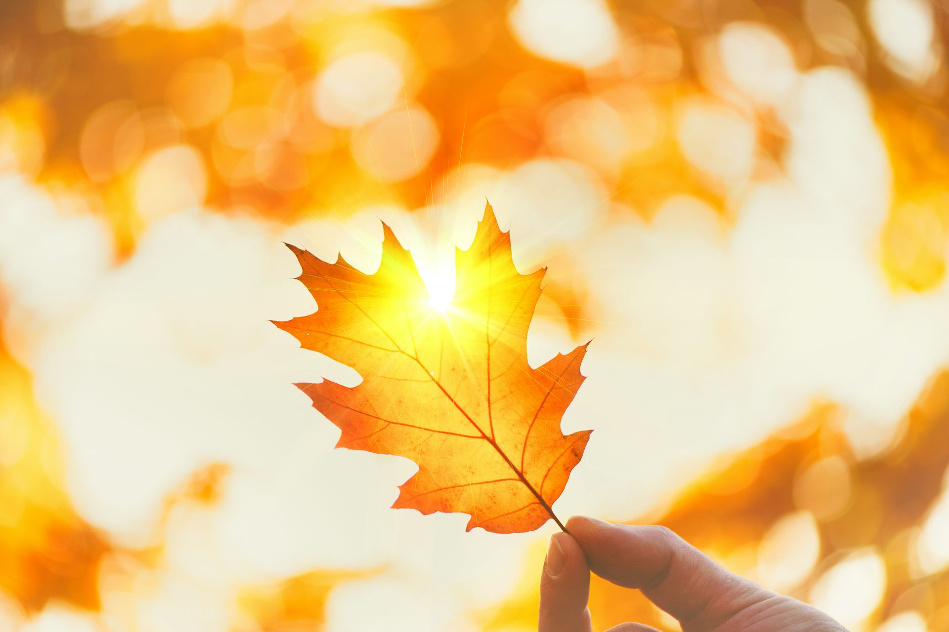Una hoja otoñal iluminada por el sol