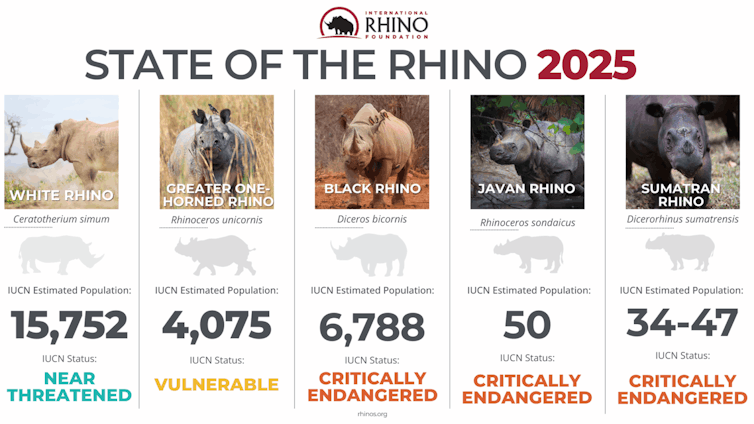 Infographic of the different rhino species and their population numbers