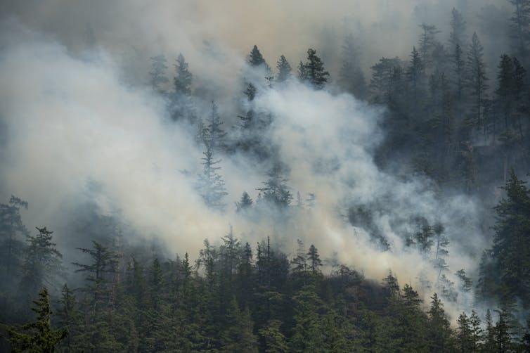 El humo blanco sale de los árboles en un área de la frontera