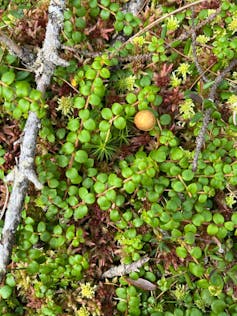 close-up of a plant with small round green leaves