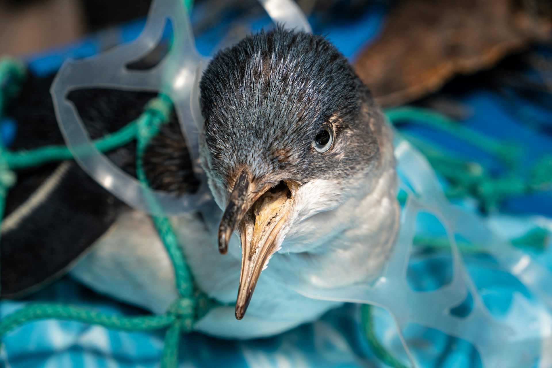 sampah plastik di laut