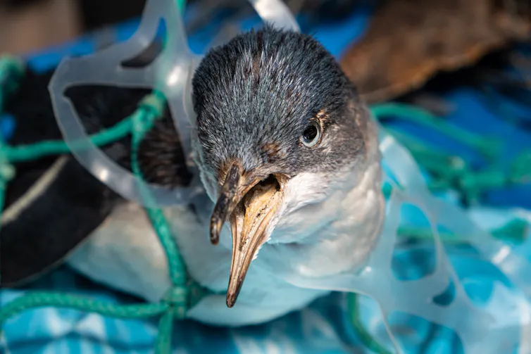 sampah plastik di laut