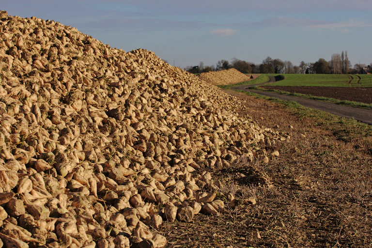 Récolte de betteraves sucrières en Normandie.