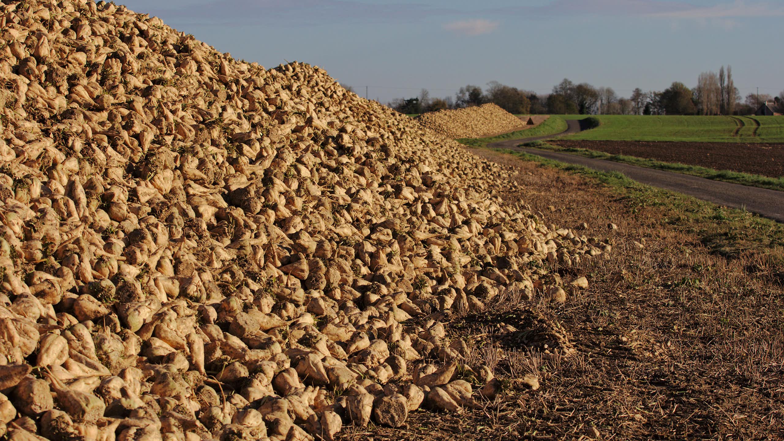 Récolte de betteraves sucrières en Normandie.