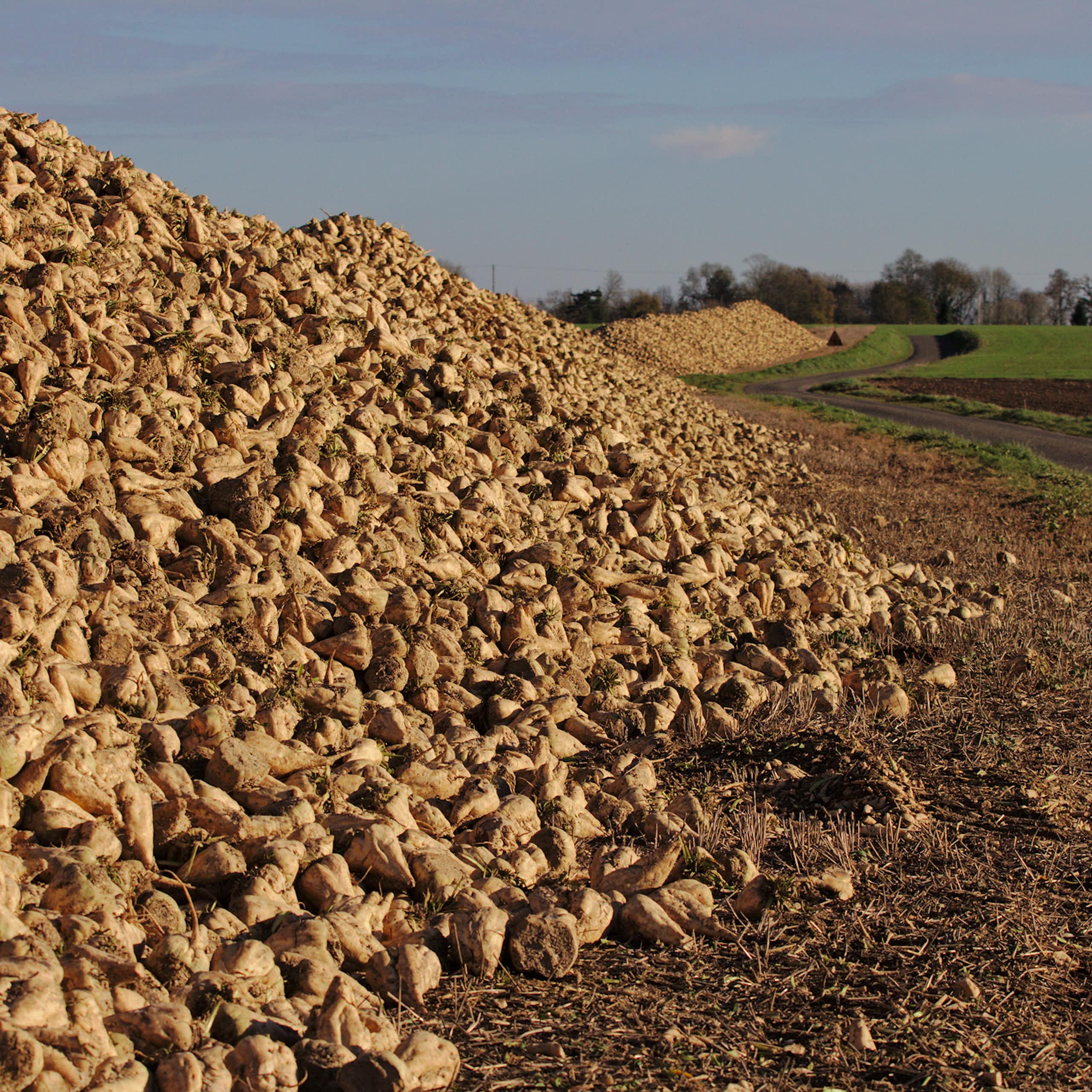Récolte de betteraves sucrières en Normandie.