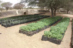 Lines of tree saplings getting ready for planting