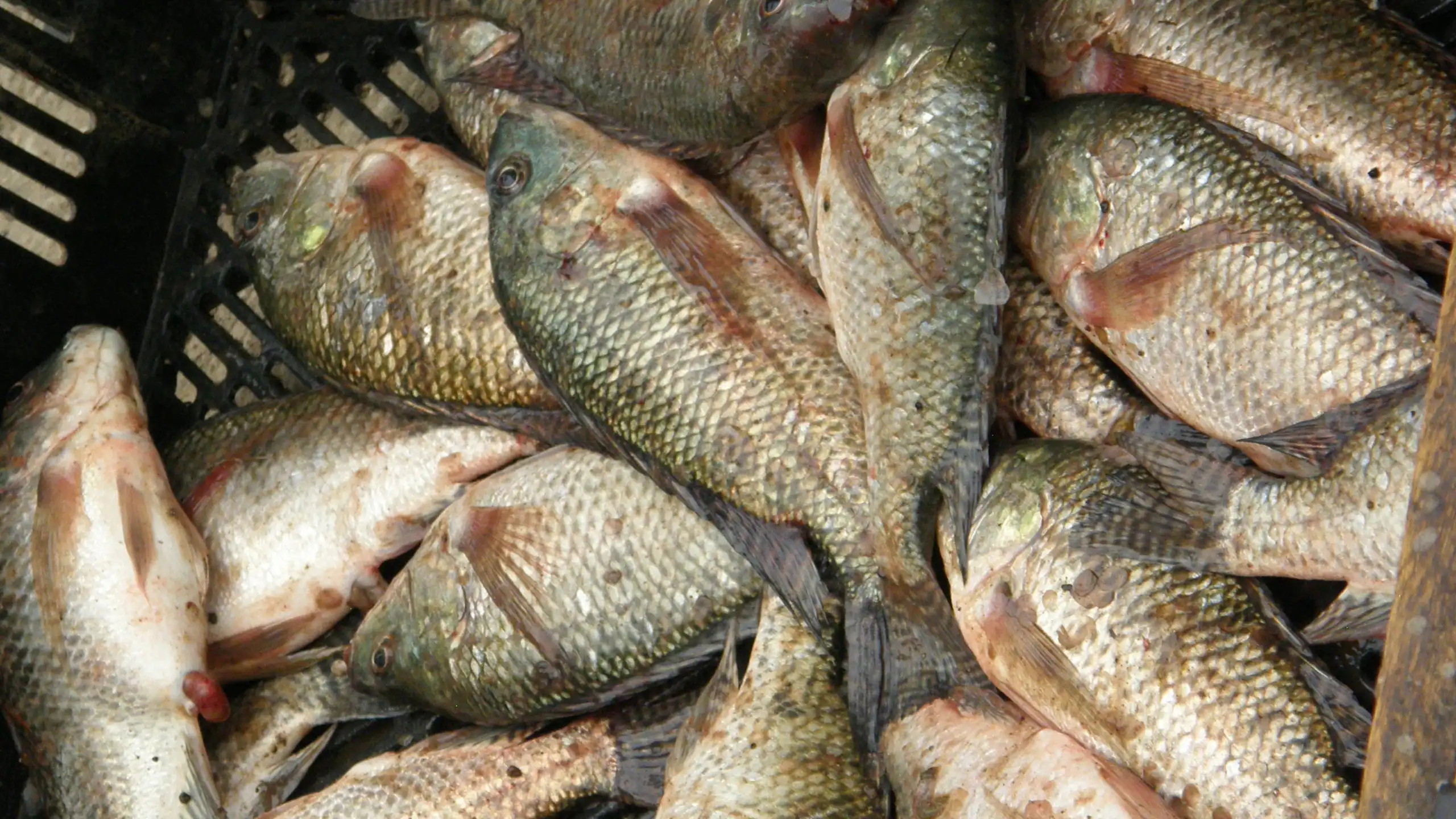 Originaire d’Afrique et du sud-ouest de l’Asie le tilapia est aujourd'hui présent dans 135 pays.