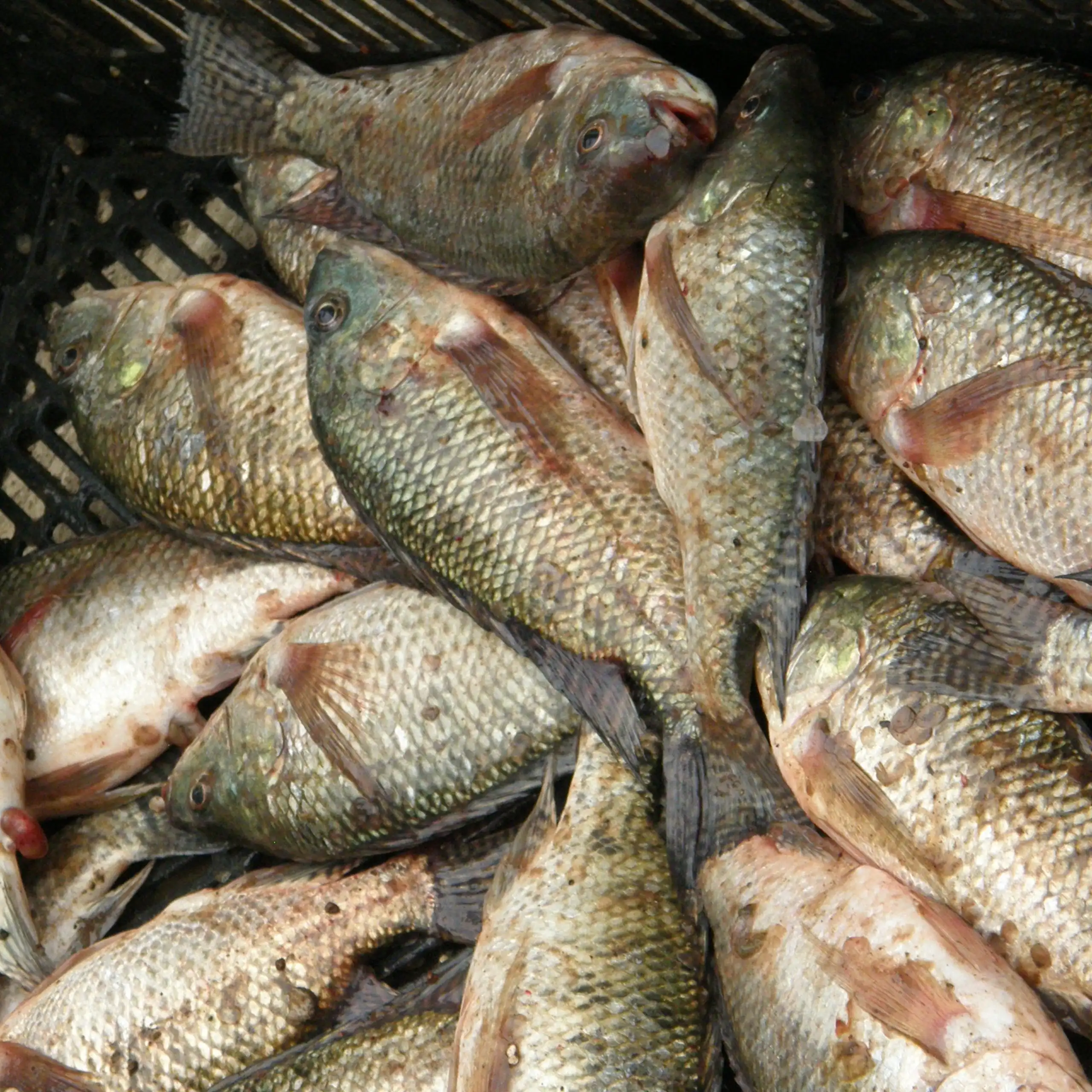Originaire d’Afrique et du sud-ouest de l’Asie le tilapia est aujourd'hui présent dans 135 pays.