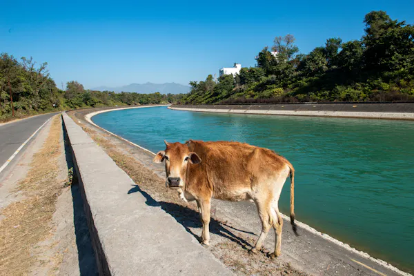 Cow by canal