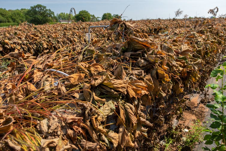 a field of brown and withered strawberry plants in england