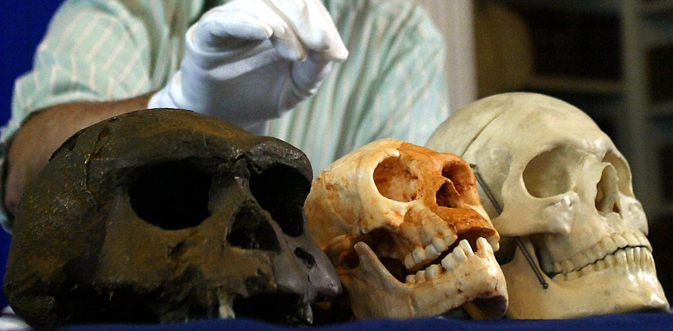Hobbits of Flores evolved to be small by slowing down growth during childhood, new research on teeth and brain size suggests Hobbits of Flores evolved to be small by slowing down growth during childhood, new research on teeth and brain size suggests
